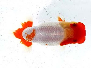 福岡観魚会　立行司　白石3号　矢川俊樹　福岡観魚会