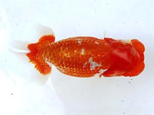 福岡観魚会　東取締　横島いちご　井上高幸　熊蘭会