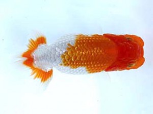 福岡観魚会　西取締　小錦　潮田哲久　下関観魚会