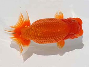 福岡観魚会　東大関　宝鏡　因幡　偉　福岡観魚会