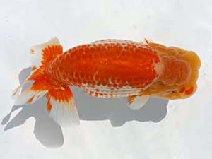 福岡観魚会　西大関　大輝　東　秀明　日蘭佐賀