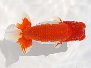 福岡観魚会　立行司　川口　平山敏明　宮崎