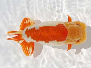 福岡観魚会　東取締　ゼロ　橋岡信行　大分県らんちゅう協会