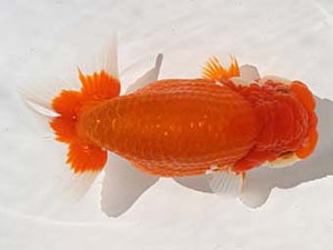 福岡観魚会　西取締　阿蘇姫　山本俊行　熊蘭会