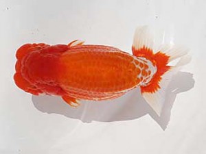 福岡観魚会　東大関　寿　川崎祥啓　一般