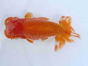 福岡観魚会　西大関　関門桜　山口英一　下関観魚会