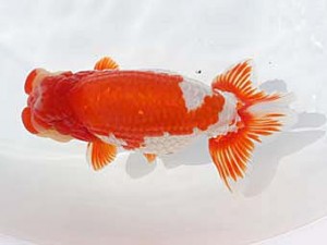 福岡観魚会　立行司　伊都の宝　東　秀明　日蘭佐賀