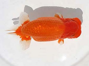 福岡観魚会　東取締　彩　前間昭秀　若楠会