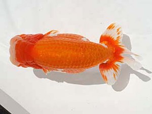 福岡観魚会　西取締　らん弐　中尾晋作　熊蘭会