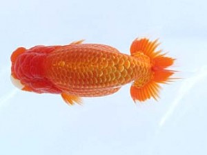 福山らんちゅう愛魚会　一席　胡本佳孝　玉野