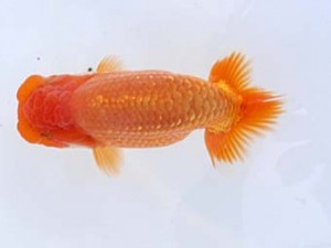 福山らんちゅう愛魚会　四席　尾浜英治　尾道