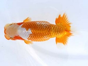 福山らんちゅう愛魚会　五席　林　幸博　尾道