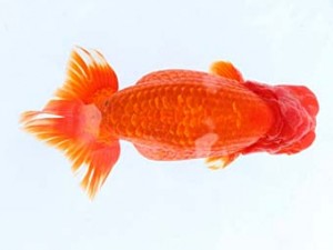 福山らんちゅう愛魚会　一席　森下雅昭　尾道