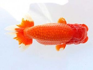 福山らんちゅう愛魚会　二席　片岡　進　倉敷