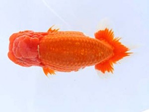 福山らんちゅう愛魚会　三席　桑元明文　世羅