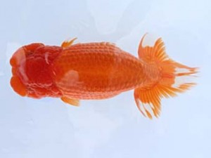 福山らんちゅう愛魚会　四席　大原　正　倉敷