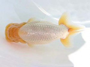 福山らんちゅう愛魚会　一席　森下雅昭　尾道