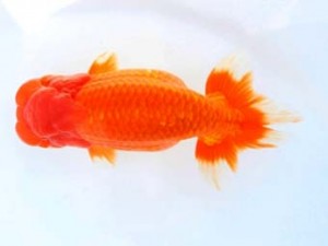 福山らんちゅう愛魚会　二席　笹井史治　福山