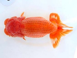 福山らんちゅう愛魚会　三席　田代史郎　倉敷