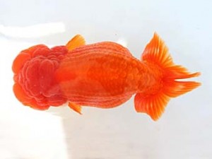 福山らんちゅう愛魚会　四席　田代史郎　倉敷