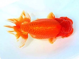 福山らんちゅう愛魚会　五席　村上春朝　福山