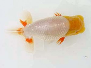 蒲郡錦友会　東大関　杉本俊幸