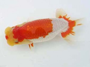 蒲郡錦友会　西大関　三田保之