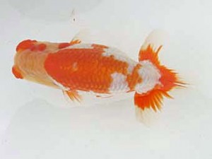 蒲郡錦友会　立行司　杉浦博治