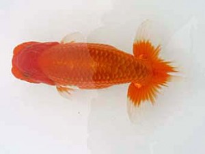 蒲郡錦友会　東取締　杉浦博治