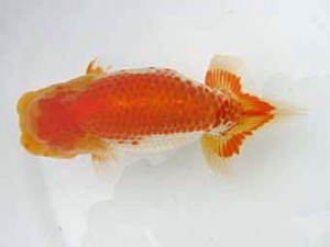 蒲郡錦友会　西取締　鎌田芳男