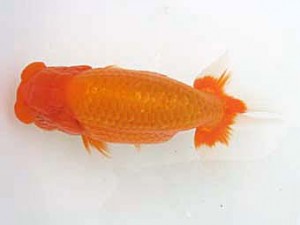 蒲郡錦友会　西大関　山本義介