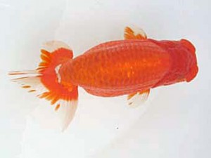 蒲郡錦友会　立行司　三田保之