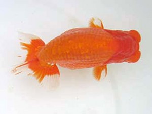 蒲郡錦友会　東取締　三田保之