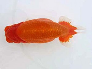 蒲郡錦友会　西取締　高津晴彦