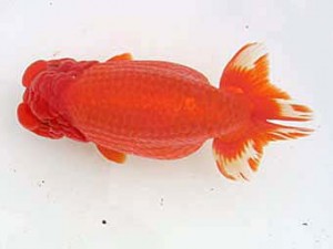 蒲郡錦友会　東大関　板倉一清　蒲郡