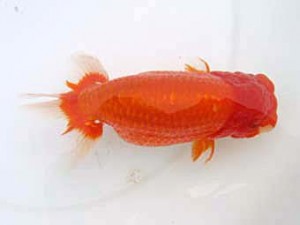 蒲郡錦友会　西大関　野口　弘　半田