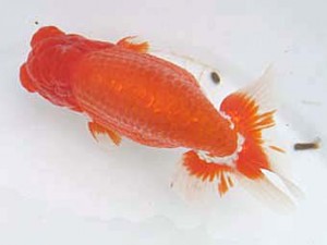 蒲郡錦友会　立行司　稲葉信泰