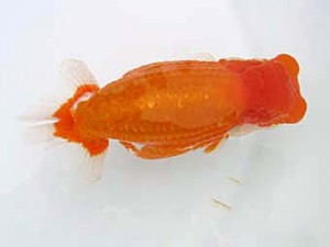 蒲郡錦友会　東取締　高津晴彦