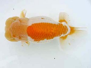 蒲郡錦友会　西取締　小早川義幸