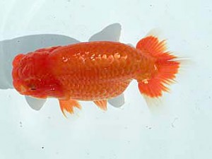 広島錦鱗会　東大関　宮崎　豊（倉敷）