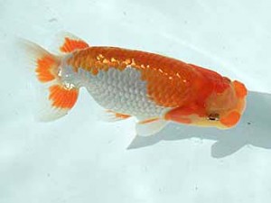 横浜観魚会 東勧進元　梅山典雄（下松）