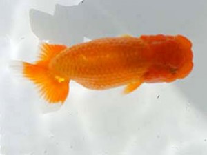 横浜観魚会 西勧進元　岩下孝広（尾道）