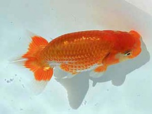 広島錦鱗会　西大関　林　幸博（尾道）