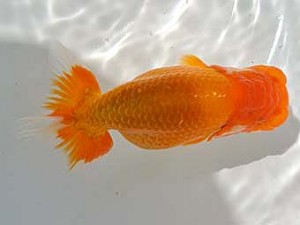 広島錦鱗会　立行司　浜口洋二（玉野）