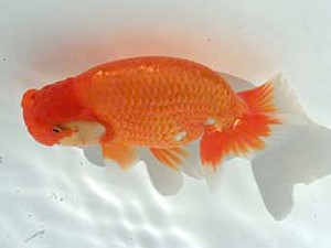 広島錦鱗会　東取締　田中茂規（玉野）