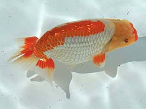 広島錦鱗会　西取締　久野満美（呉）