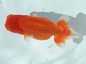 横浜観魚会 東関脇　石田一男（福山）