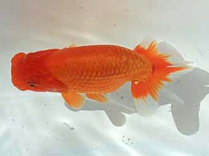 横浜観魚会 東小結　田中茂規（玉野）