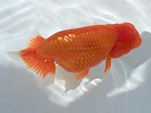 横浜観魚会 西小結　山口壽紀（広島）