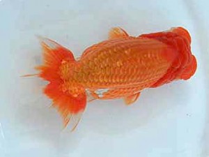 広島錦鱗会　東大関　山崎勝彦（呉）